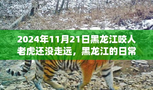 黑龙江奇遇，与老虎的温情邂逅，咬人事件后的日常观察