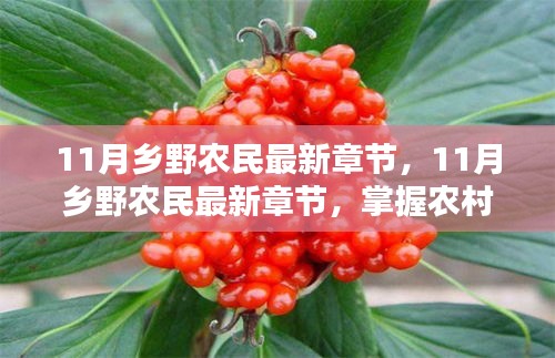 农村生活技能进阶指南，从初学到进阶的全方位指南