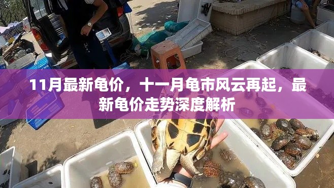 十一月龟市风云再起，最新龟价走势深度解析