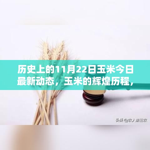 历史上的11月22日玉米辉煌历程及最新动态回顾
