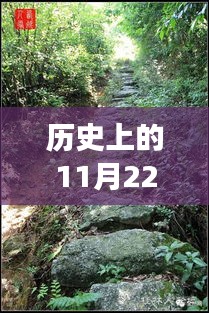 探寻前胡价格的历史之旅，自然美景与奇妙记忆的碰撞点（日期，历史上的11月22日）