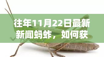 往年11月22日最新新闻蚂蚱，如何获取往年11月22日关于蚂蚱的最新新闻——详细步骤指南