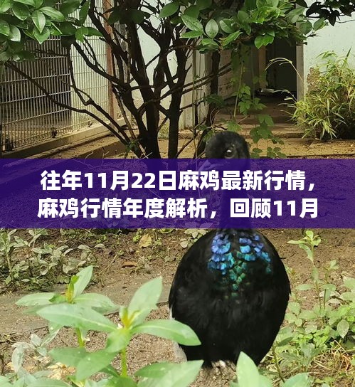 麻鸡行情年度解析，回顾市场脉动与产业影响