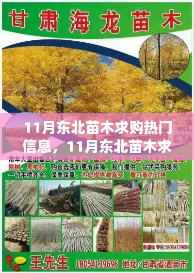 11月东北苗木求购热潮，学习变化，自信成长，与绿色共舞的时代