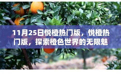 11月25日悦橙热门版独家解析，探索橙色世界的无限魅力