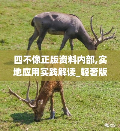 四不像正版资料内部,实地应用实践解读_轻奢版NHO16.52