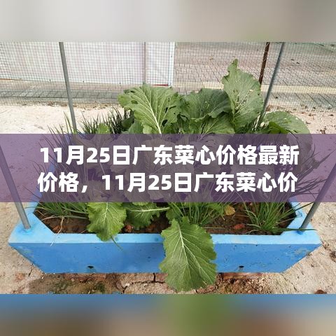 11月25日广东菜心价格背后的绿色之旅，探寻内心宁静与平和的旅程