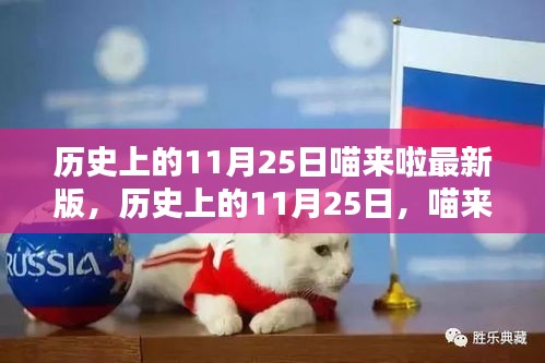 历史上的喵来啦揭秘，探寻温馨与不凡的瞬间（11月25日最新版）