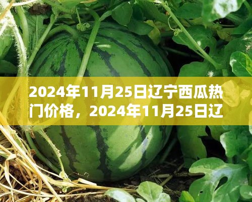 辽宁西瓜热门价格解析，观点阐述与趋势探析（2024年11月25日）