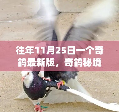 奇鸽秘境探索之旅，独特风味的小巷深处