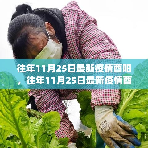多维度视角下的观察与观点阐述，往年11月25日酉阳最新疫情分析