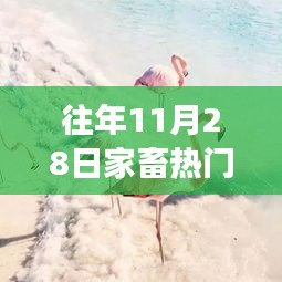 重拾心灵之旅，在往年11月28日的自然美景中探寻内心平静与喜悦的旅程