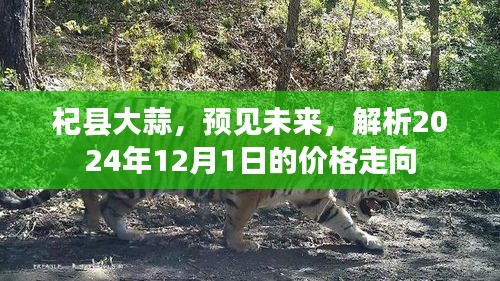 杞县大蒜未来展望，解析2024年12月1日价格走势