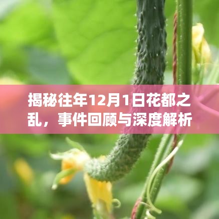揭秘往年12月1日花都之乱，事件回顾与最新进展深度解析