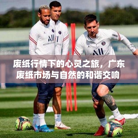 废纸市场下的心灵之旅，广东废纸市场与自然和谐交响（2024年12月1日）