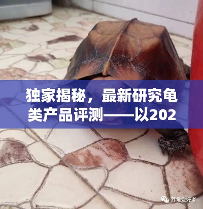 独家揭秘，最新龟类产品评测报告——以XXXX年XX月XX日为例