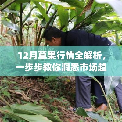 12月草果行情深度解析，洞悉市场趋势与交易策略指南