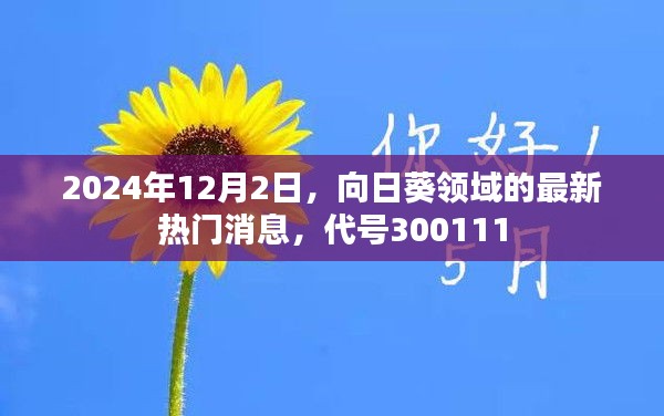 代号300111，向日葵领域最新热门消息揭秘，2024年12月2日动态