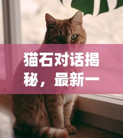 猫石对话揭秘与星象启示，最新一周运势深度解析（12月版）