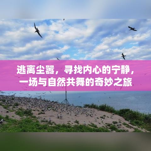 与自然共舞，逃离尘嚣，寻觅内心宁静的奇妙旅程