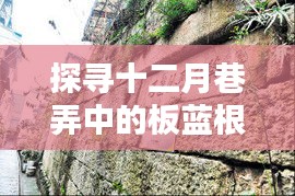 探寻十二月巷弄深处的板蓝根传奇，一家特色小店的神秘面纱