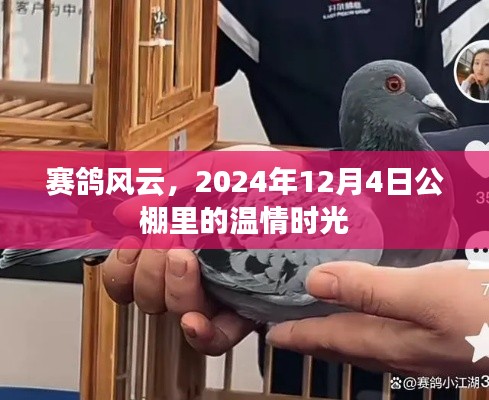 赛鸽风云，公棚温情时光——2024年12月4日
