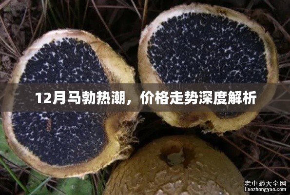 12月马勃热潮，价格走势深度剖析