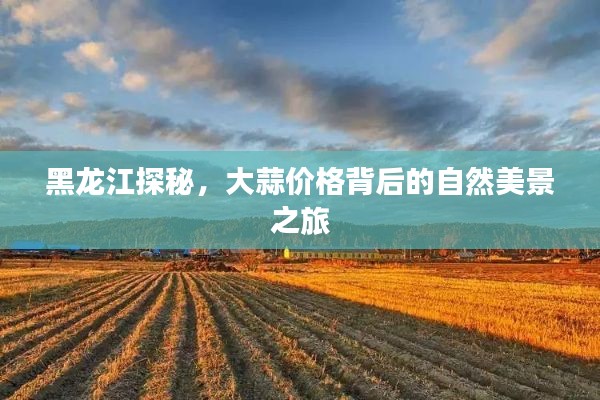 黑龙江探秘之旅，大蒜价格背后的自然美景探寻