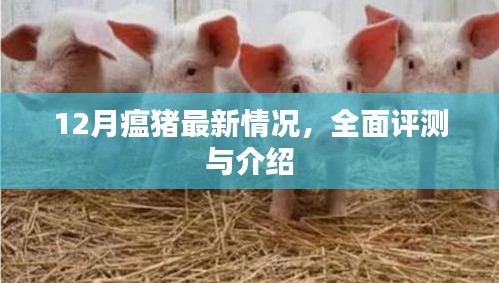 12月瘟猪最新情况全面评测与介绍