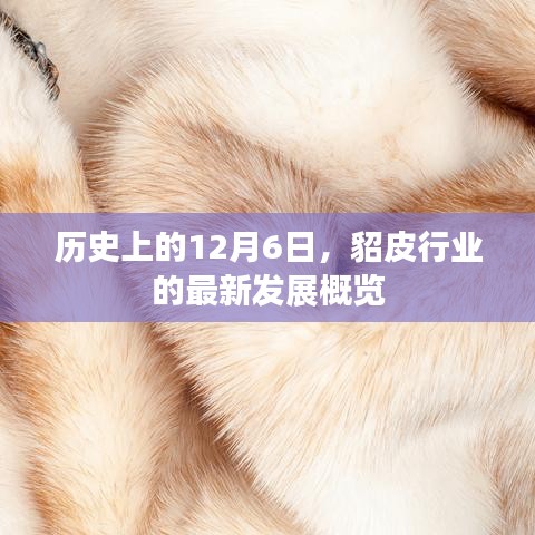 貂皮行业最新发展概览，历史上的12月6日回顾