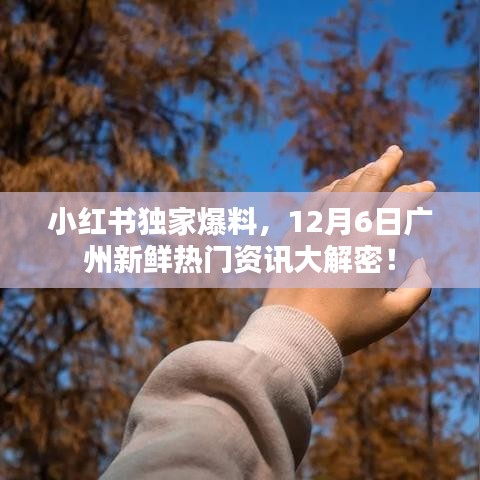 小红书独家爆料，广州新鲜热门资讯揭秘，12月6日大解密！