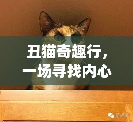 丑猫的心灵之旅，寻找内心平静的奇妙冒险