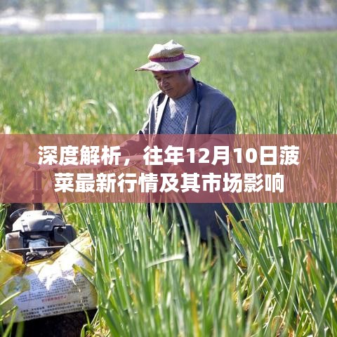 往年12月10日菠菜最新行情深度解析及市场影响探讨