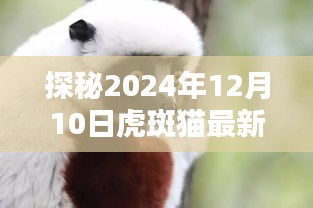 探秘虎斑猫最新团与小巷特色小店的奇遇记