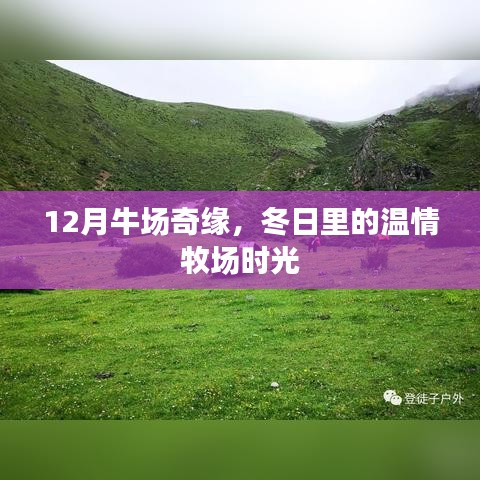 12月牛场奇缘，温情满溢的冬日牧场时光