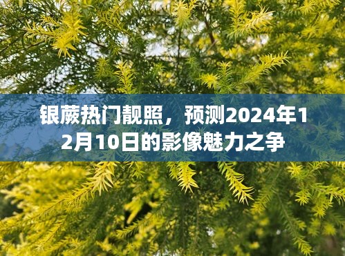 银蕨影像魅力之争，预测未来靓照潮流至2024年12月10日