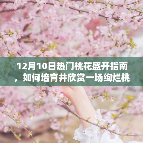 12月10日桃花盛宴指南，如何培育与欣赏绚烂桃花之美