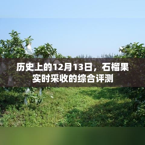石榴果实时采收的综合评测，历史视角下的12月13日分析