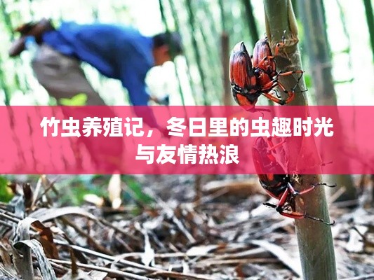 竹虫养殖记，冬日虫趣与友情热浪的交织时光