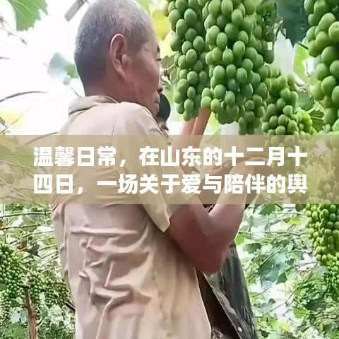 山东十二月十四日，爱与陪伴的舆论风暴日