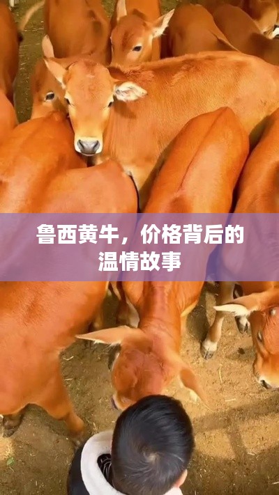 鲁西黄牛，价格背后的温情之旅