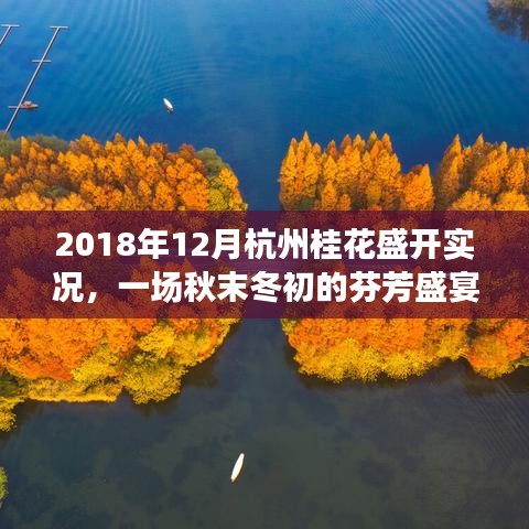 秋末冬初的杭州桂花盛宴，芬芳绽放，美不胜收