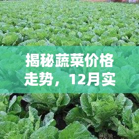 揭秘蔬菜价格走势，12月实时预报蔬菜价格表图纸深度解析