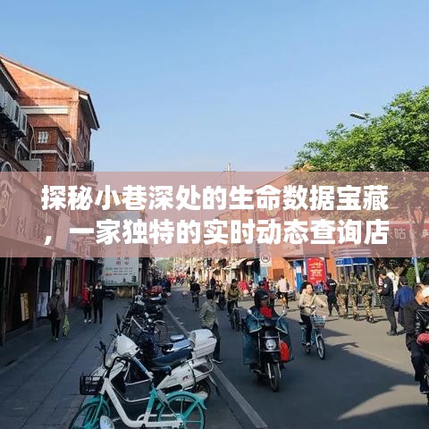 探秘小巷深处的数据宝藏，实时动态查询店的独特魅力