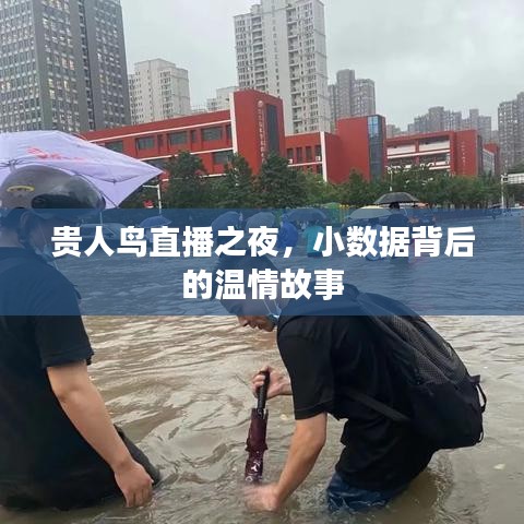 贵人鸟直播之夜揭秘，小数据背后的温情故事之旅