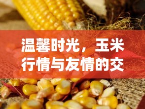 玉米行情与友情的温馨时光