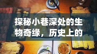 探秘小巷深处的奇缘，十二月十八日热门生物美食盛宴揭秘