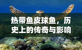 热带传奇，皮球鱼的历史影响与回顾