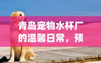 青岛宠物水杯厂的日常温情，预见未来的陪伴与友情