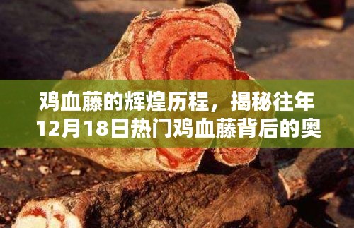 揭秘鸡血藤辉煌历程，历年12月18日热门背后的奥秘